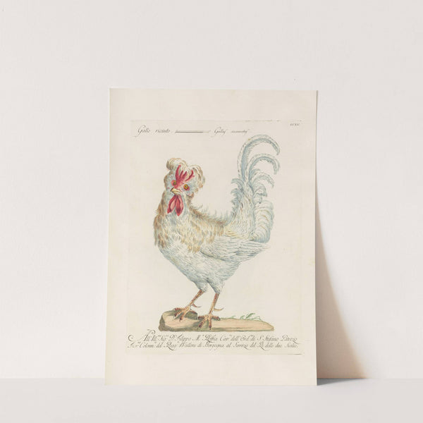 Ornithologia methodice digesta Pl.197 by Saverio Manetti