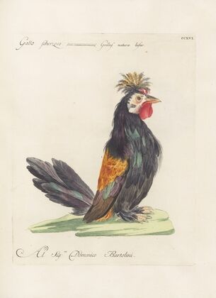 Ornithologia methodice digesta Pl.198