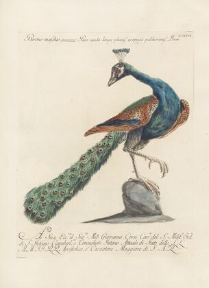 Ornithologia methodice digesta Pl.199