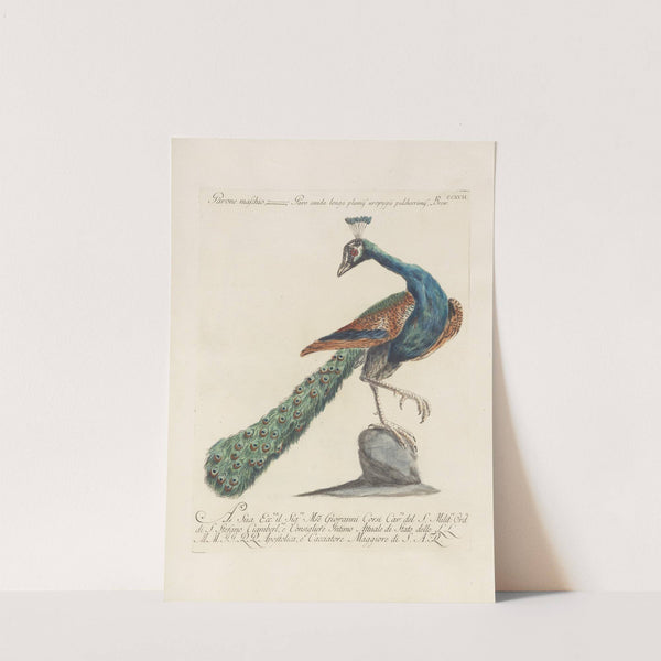 Ornithologia methodice digesta Pl.199 by Saverio Manetti