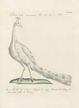 Ornithologia methodice digesta Pl.200