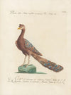 Ornithologia methodice digesta Pl.201