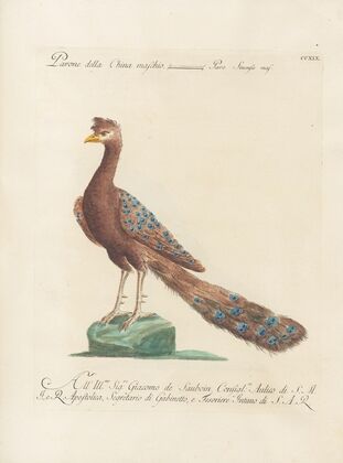 Ornithologia methodice digesta Pl.201