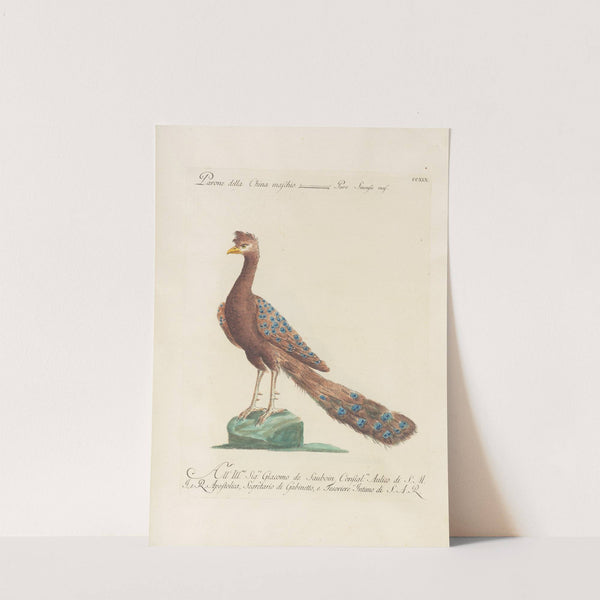 Ornithologia methodice digesta Pl.201 by Saverio Manetti