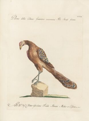 Ornithologia methodice digesta Pl.202