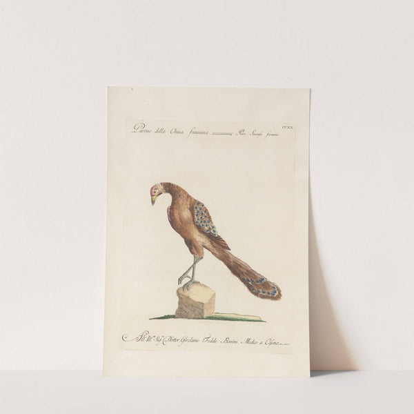 Ornithologia methodice digesta Pl.202 by Saverio Manetti
