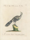 Ornithologia methodice digesta Pl.203