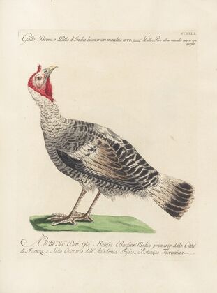 Ornithologia methodice digesta Pl.205