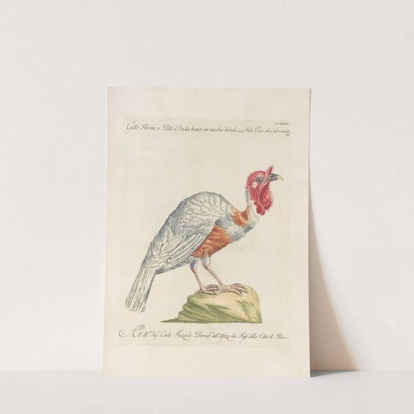 Ornithologia methodice digesta Pl.206 by Saverio Manetti