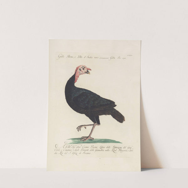 Ornithologia methodice digesta Pl.207 by Saverio Manetti