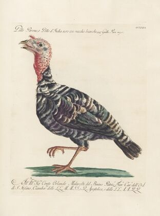 Ornithologia methodice digesta Pl.208