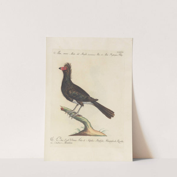 Ornithologia methodice digesta Pl.210 by Saverio Manetti