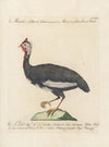 Ornithologia methodice digesta Pl.212