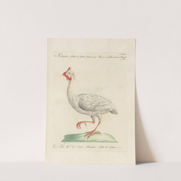Ornithologia methodice digesta Pl.213 by Saverio Manetti