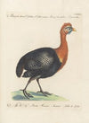 Ornithologia methodice digesta Pl.214
