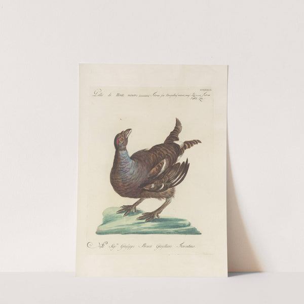 Ornithologia methodice digesta Pl.215 by Saverio Manetti