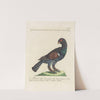 Ornithologia methodice digesta Pl.218 by Saverio Manetti