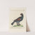 Ornithologia methodice digesta Pl.218 by Saverio Manetti