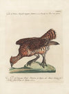 Ornithologia methodice digesta Pl.219