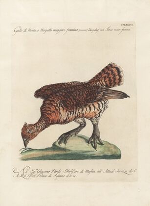 Ornithologia methodice digesta Pl.219