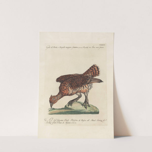 Ornithologia methodice digesta Pl.219 by Saverio Manetti