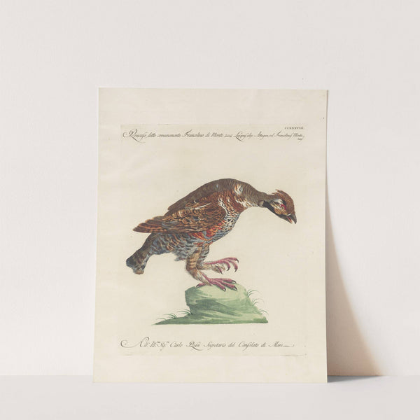 Ornithologia methodice digesta Pl.220 by Saverio Manetti