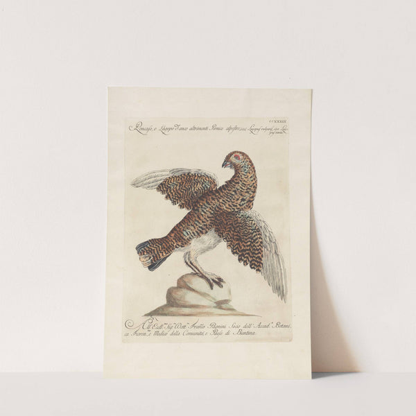 Ornithologia methodice digesta Pl.221 by Saverio Manetti