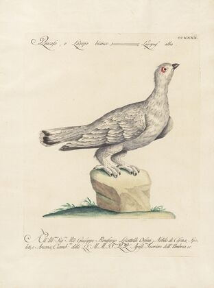 Ornithologia methodice digesta Pl.222