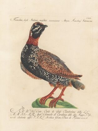 Ornithologia methodice digesta Pl.223
