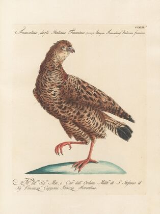 Ornithologia methodice digesta Pl.224