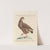 Ornithologia methodice digesta Pl.224 by Saverio Manetti