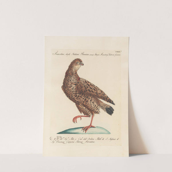 Ornithologia methodice digesta Pl.224 by Saverio Manetti