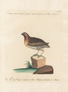 Ornithologia methodice digesta Pl.225
