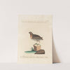 Ornithologia methodice digesta Pl.225 by Saverio Manetti