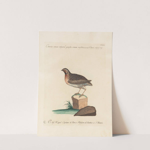 Ornithologia methodice digesta Pl.225 by Saverio Manetti