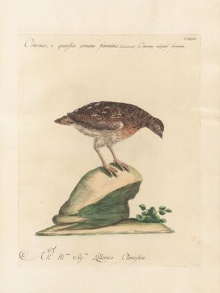 Ornithologia methodice digesta Pl.226