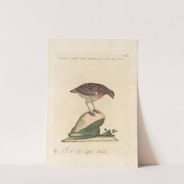 Ornithologia methodice digesta Pl.226 by Saverio Manetti