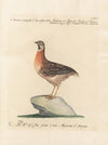 Ornithologia methodice digesta Pl.227