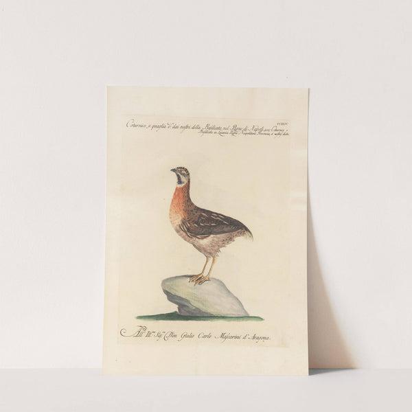 Ornithologia methodice digesta Pl.227 by Saverio Manetti