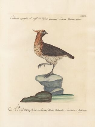 Ornithologia methodice digesta Pl.228
