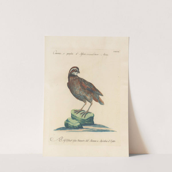 Ornithologia methodice digesta Pl.229 by Saverio Manetti