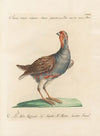 Ornithologia methodice digesta Pl.231