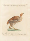 Ornithologia methodice digesta Pl.233