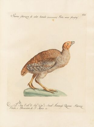 Ornithologia methodice digesta Pl.233