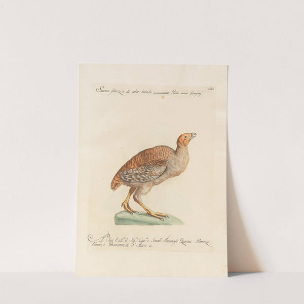 Ornithologia methodice digesta Pl.233 by Saverio Manetti