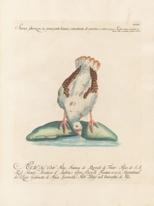 Ornithologia methodice digesta Pl.234