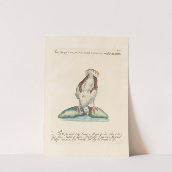 Ornithologia methodice digesta Pl.234 by Saverio Manetti