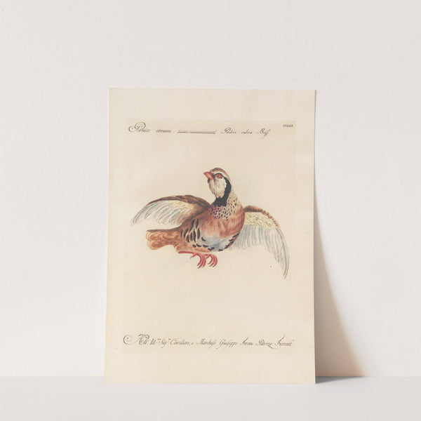 Ornithologia methodice digesta Pl.235 by Saverio Manetti