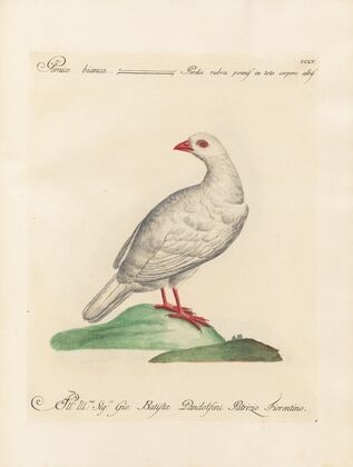 Ornithologia methodice digesta Pl.237