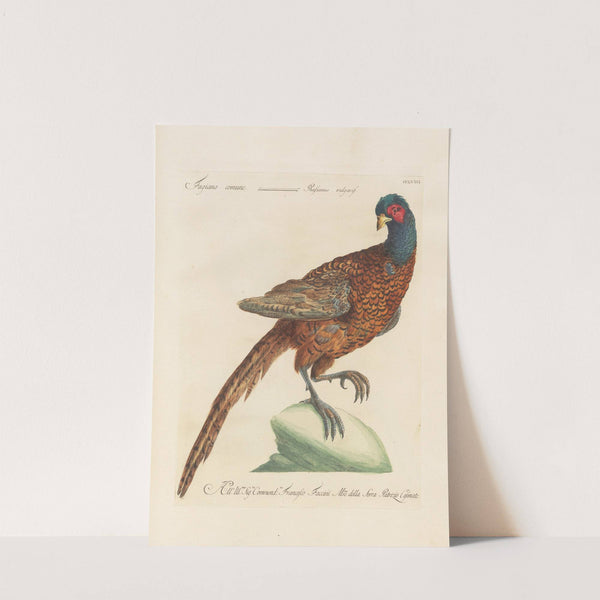 Ornithologia methodice digesta Pl.240 by Saverio Manetti